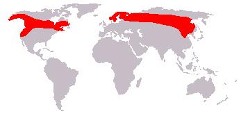 Mapa Mundo Zona De Alces